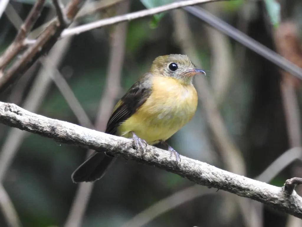 硫磺腰霸鹟(Myiobius sulphureipygius)