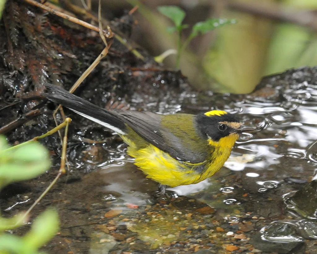 黄顶鸲莺(Myioborus flavivertex)