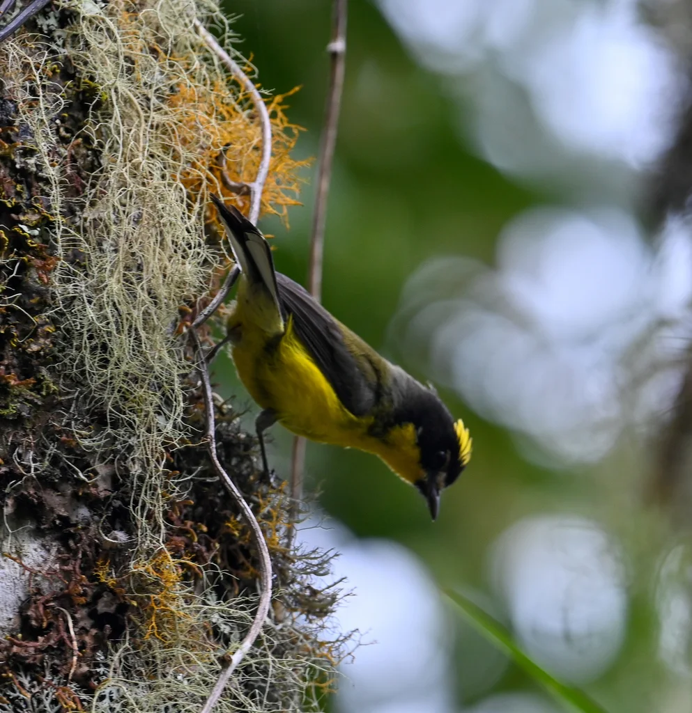 黄顶鸲莺(Myioborus flavivertex)