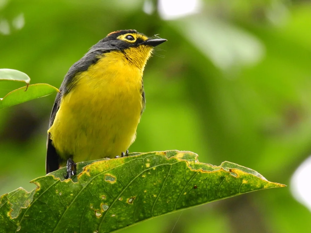 黑头鸲莺(Myioborus melanocephalus)