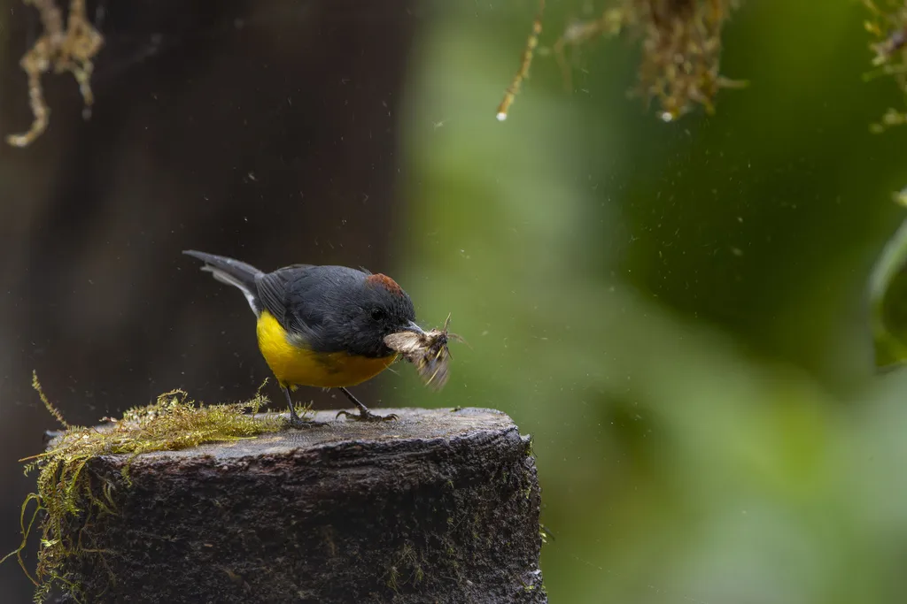 暗喉鸲莺(Myioborus miniatus)