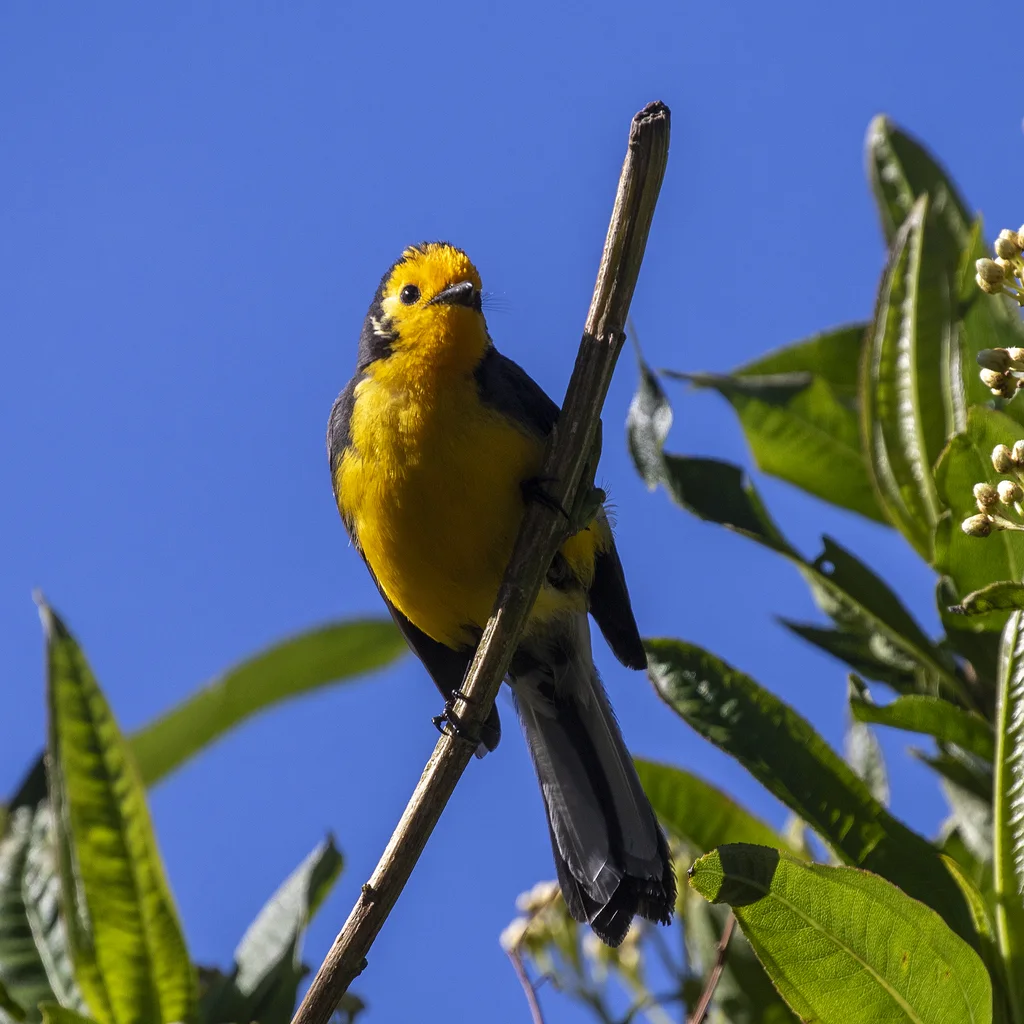 金额鸲莺(Myioborus ornatus)