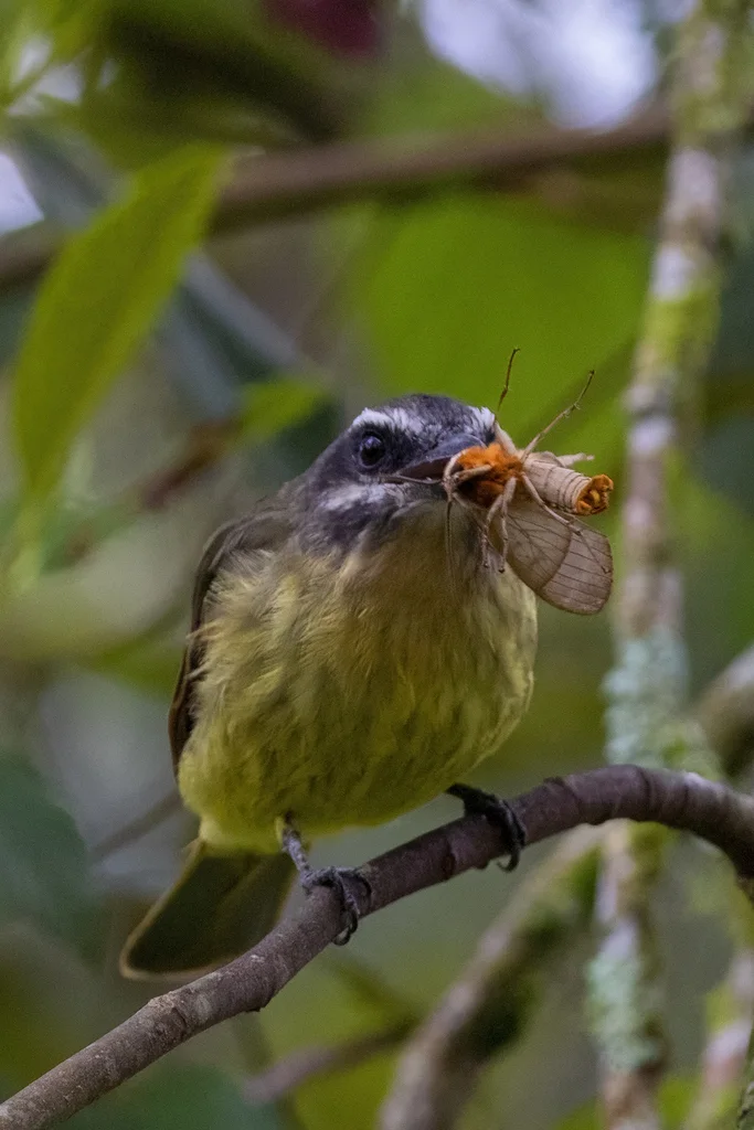 金腹大嘴霸鹟(Myiodynastes hemichrysus)