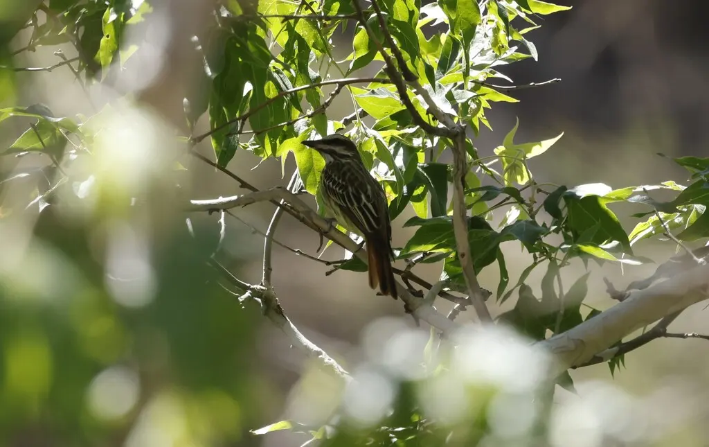 黄腹大嘴霸鹟(Myiodynastes luteiventris)