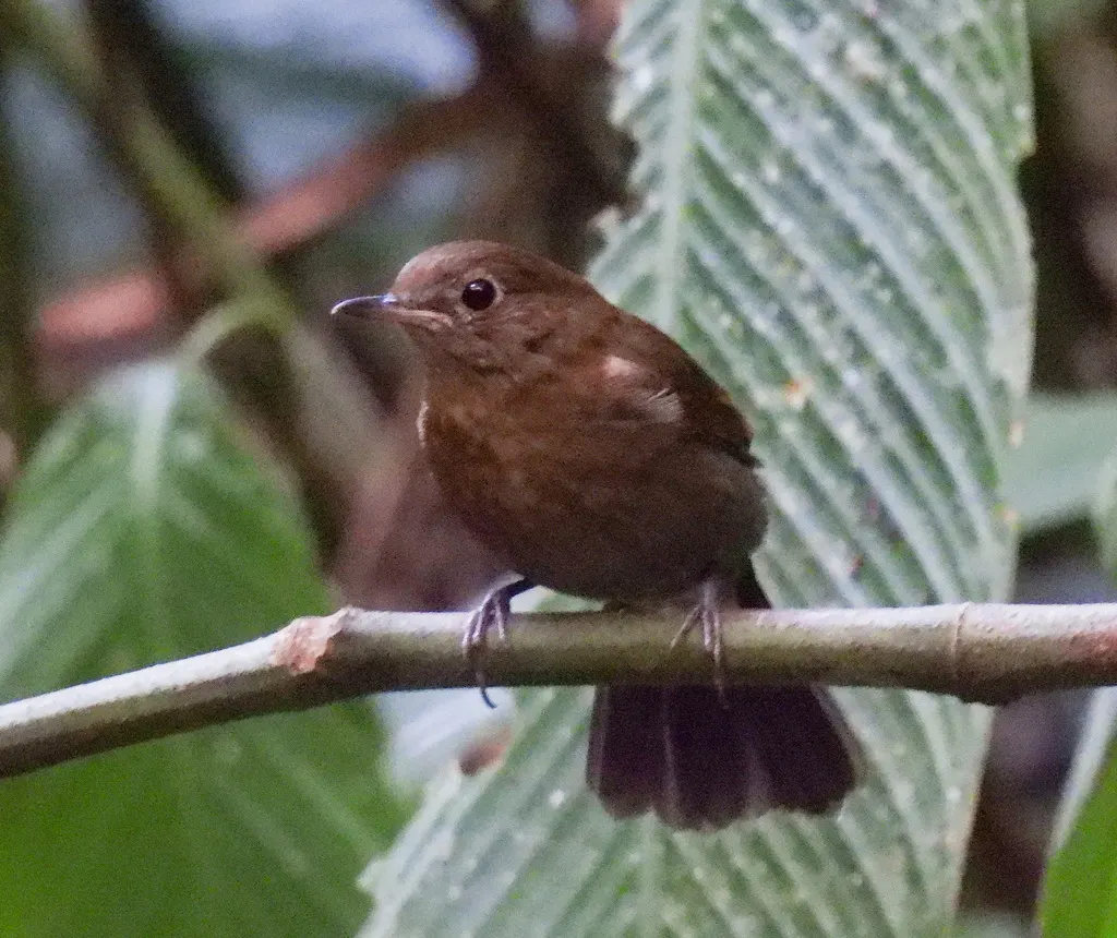 白尾蓝地鸲(Myiomela leucura)