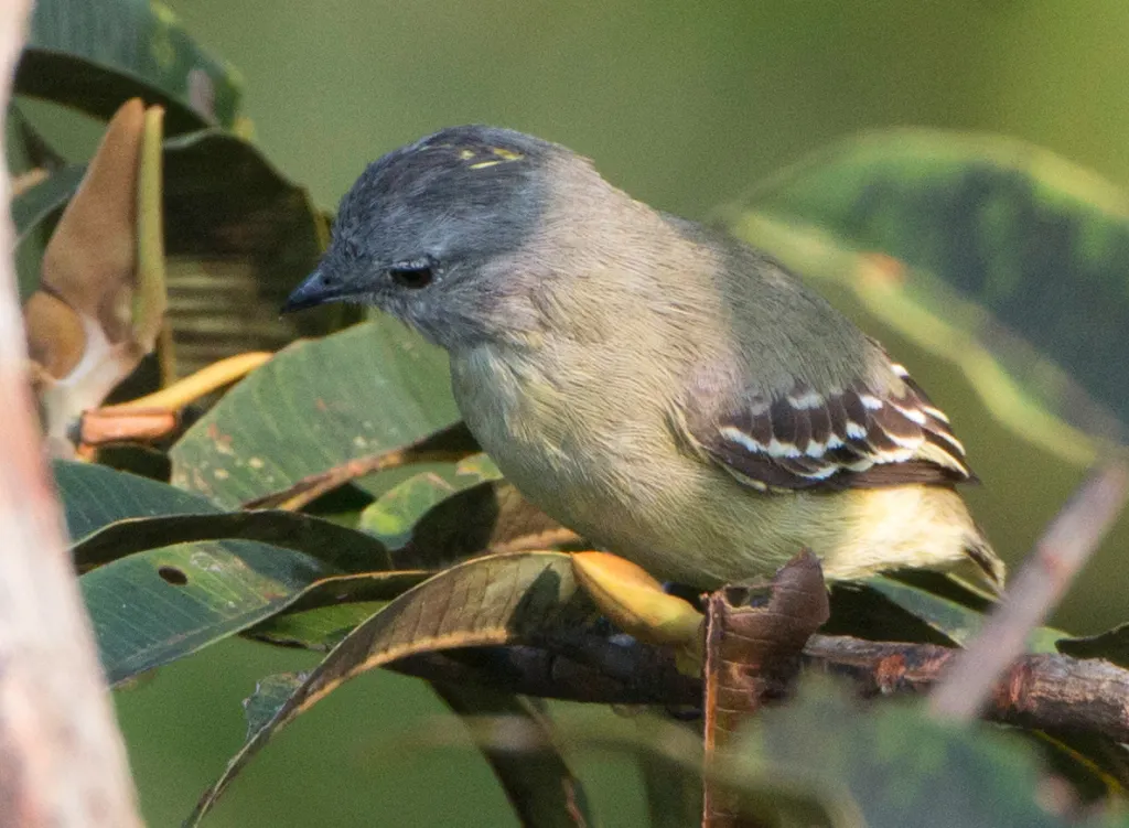 亚马孙伊拉鹟（Myiopagis cinerea）