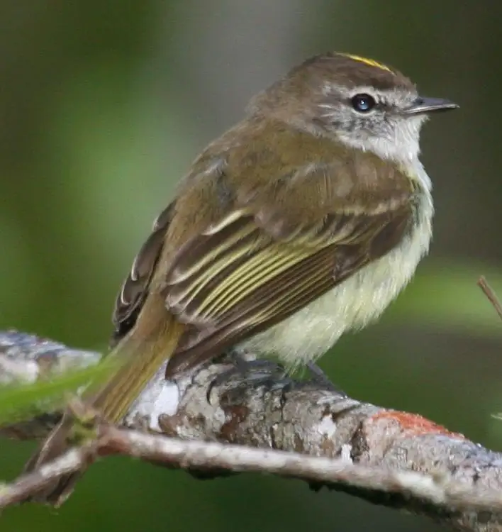 牙买加伊拉鹟(Myiopagis cotta)