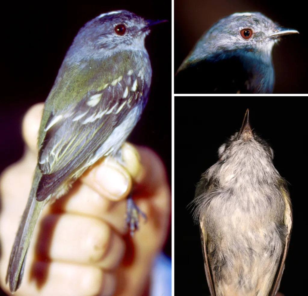 山地伊拉鹟(Myiopagis olallai)