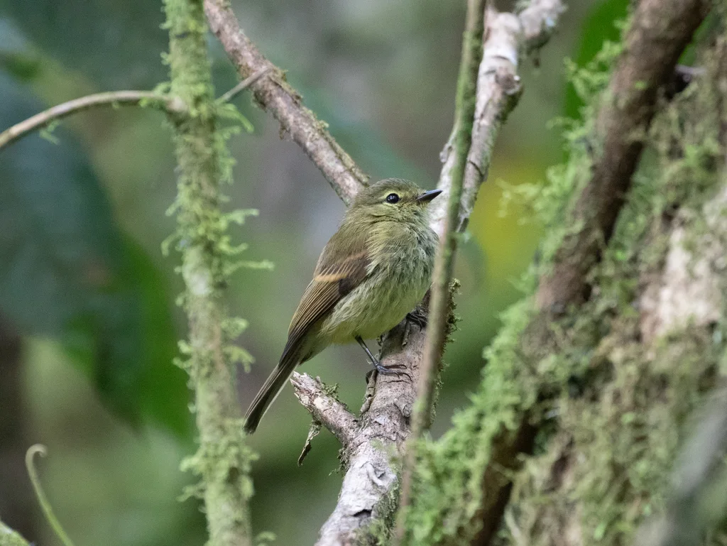 黄斑翅霸鹟（Myiophobus flavicans）