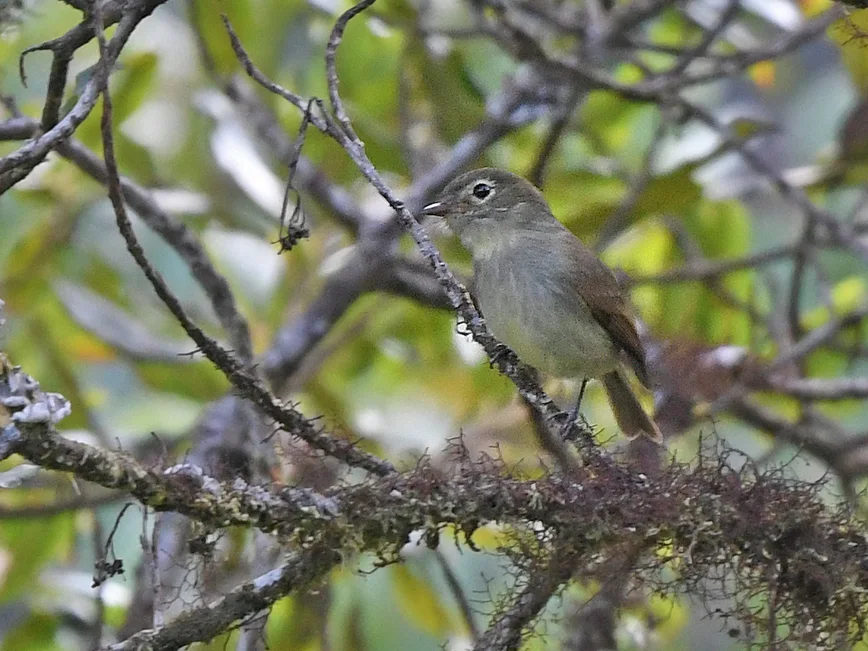 纯色斑翅霸鹟（Myiophobus inornatus）