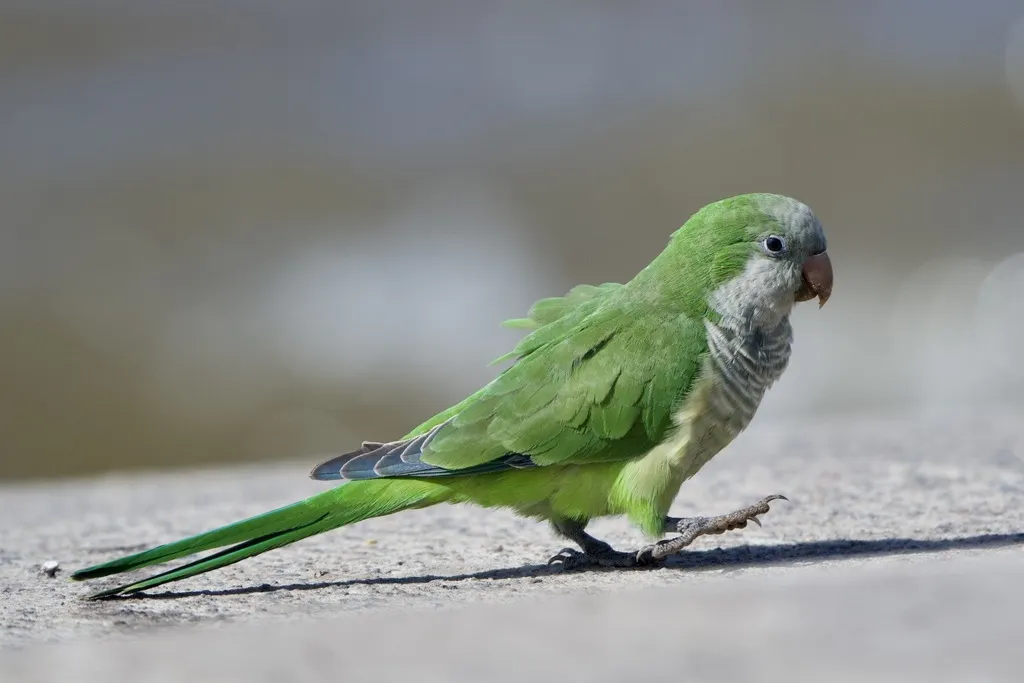 灰胸鹦哥(Myiopsitta monachus)