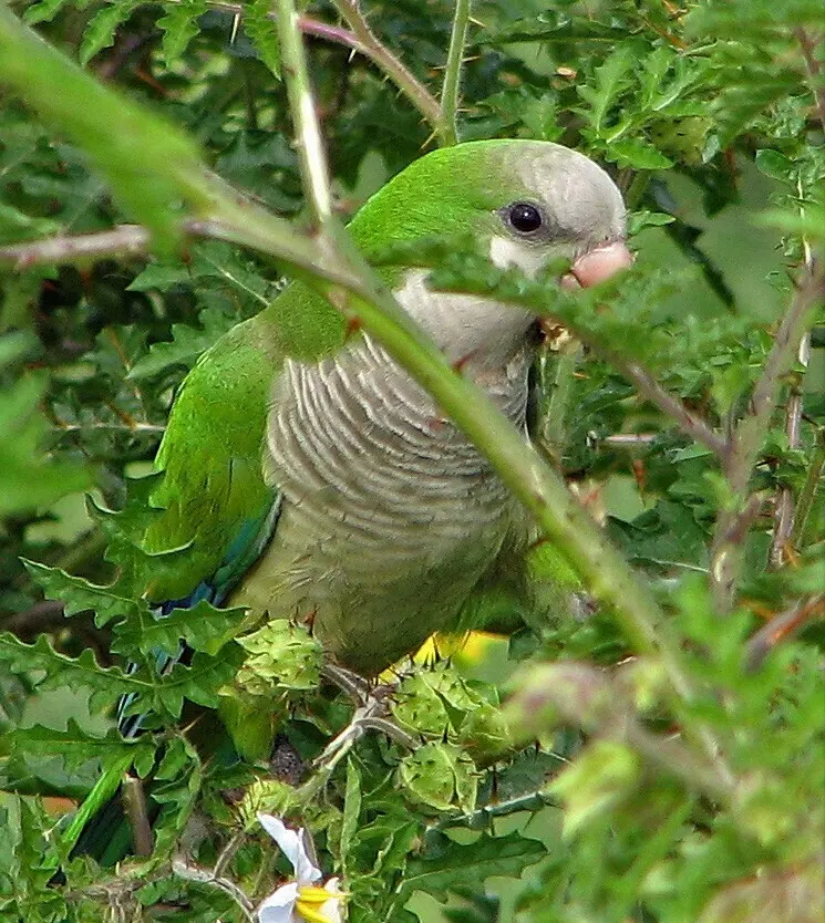 灰胸鹦哥(Myiopsitta monachus)