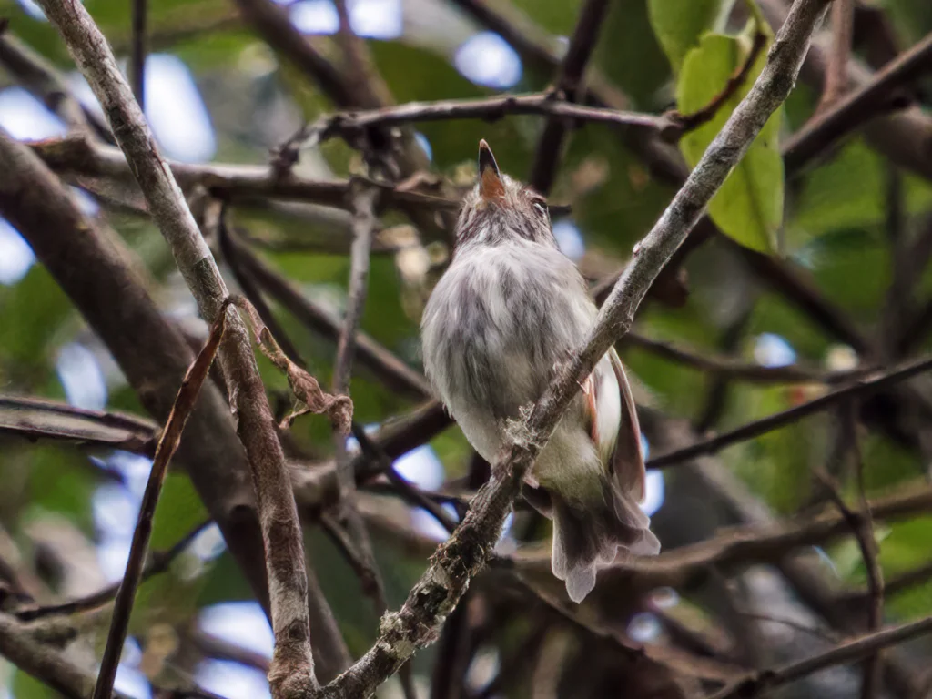白胸侏霸鹟(Myiornis albiventris)