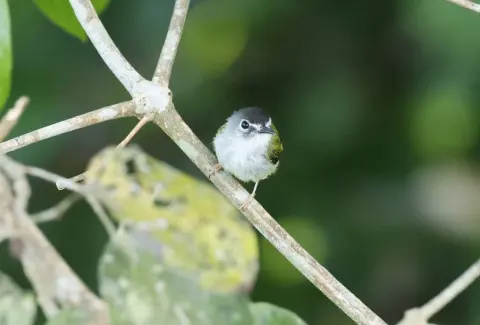 黑顶侏霸鹟