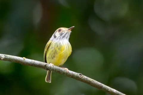 角侏霸鹟