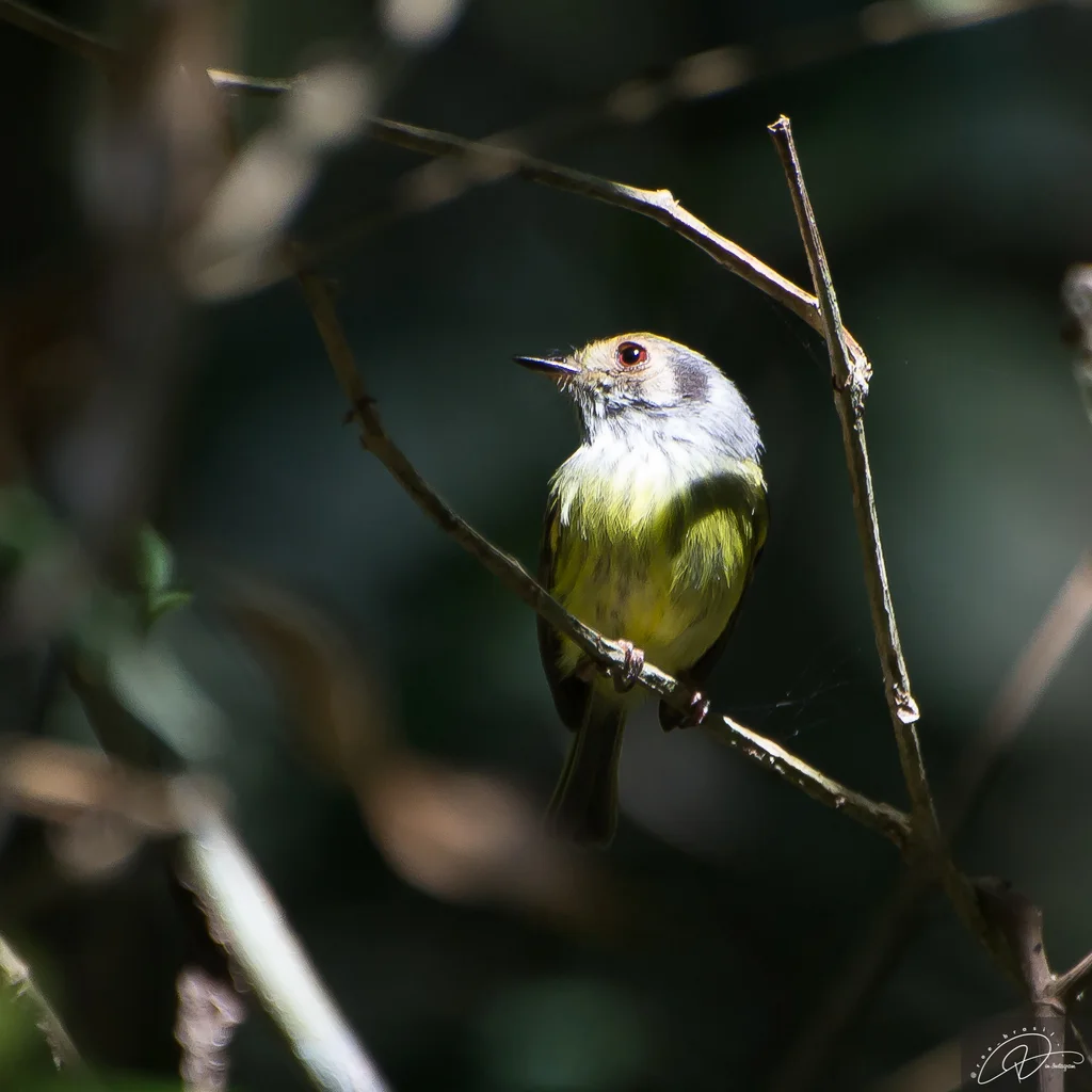 角侏霸鹟(Myiornis auricularis)