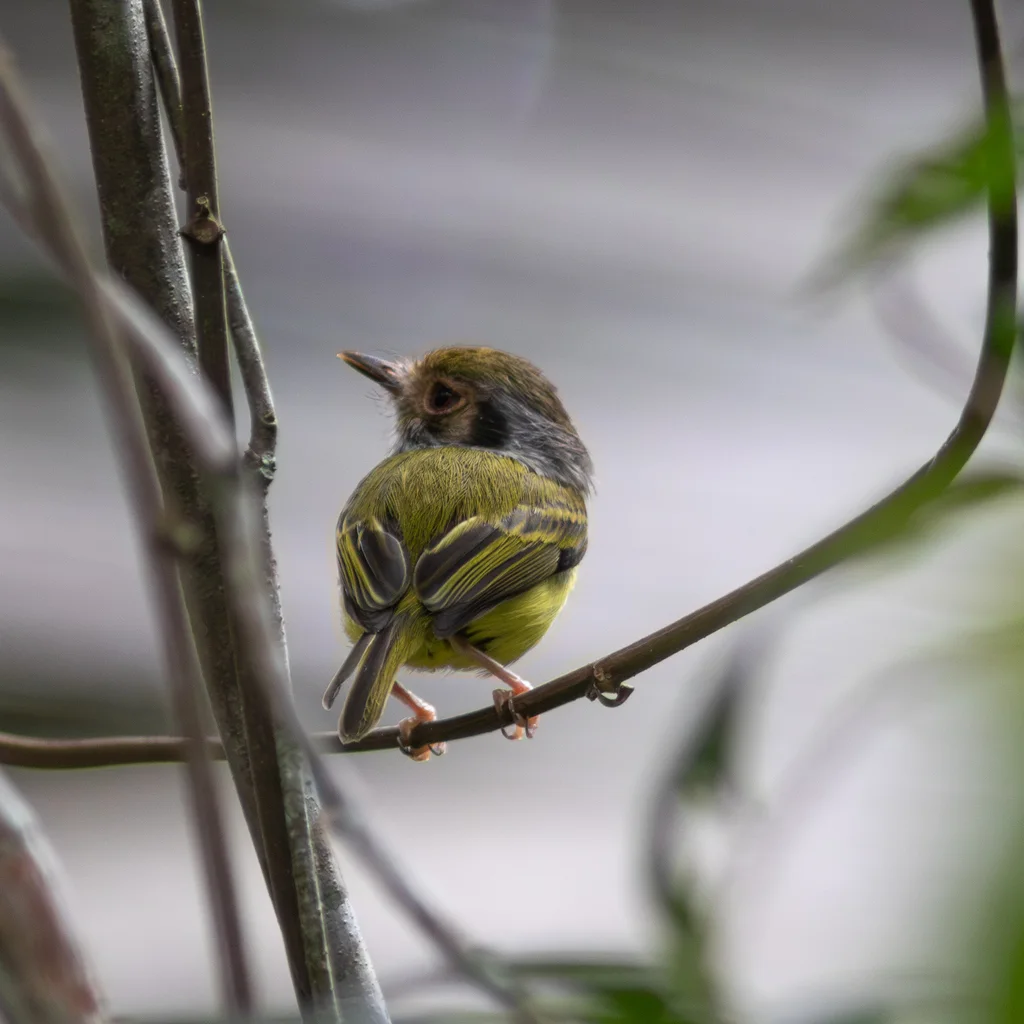 角侏霸鹟(Myiornis auricularis)