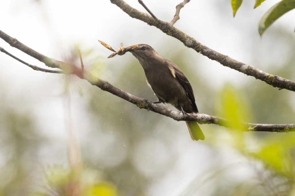 烟色丛霸鹟（Myiotheretes fumigatus）