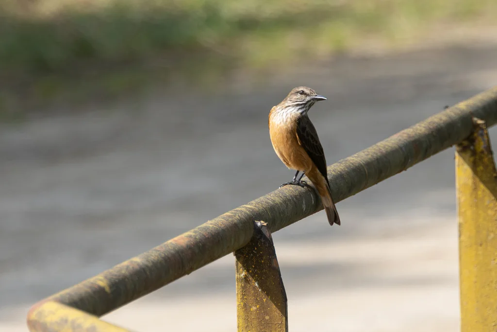 纹喉丛霸鹟(Myiotheretes striaticollis)