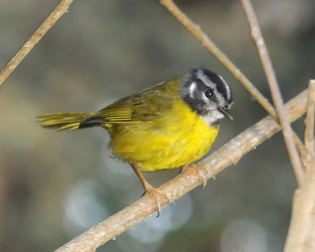 黑头王森莺(Myiothlypis basilica)