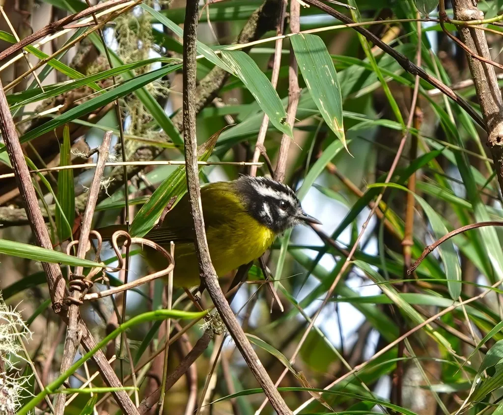 黑头王森莺(Myiothlypis basilica)