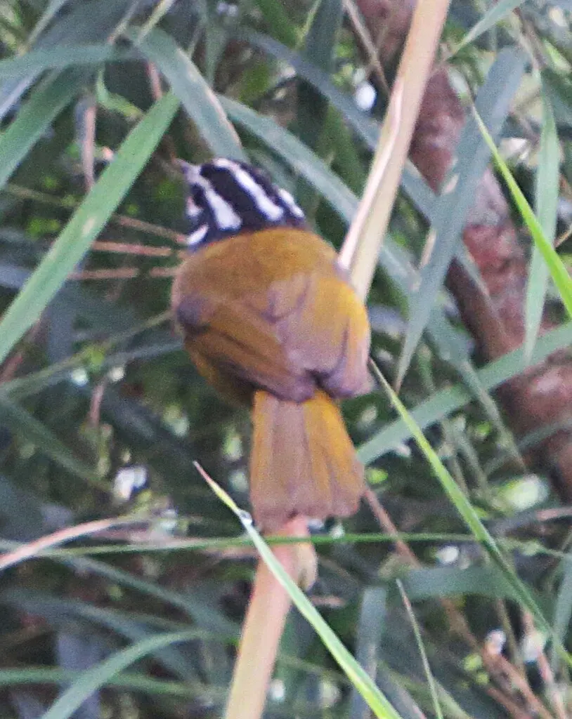 黑头王森莺(Myiothlypis basilica)