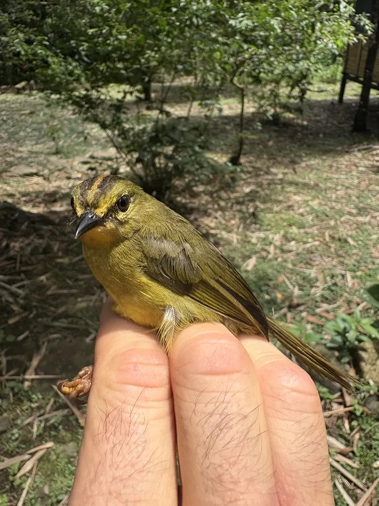 双斑王森莺(Myiothlypis bivittata)