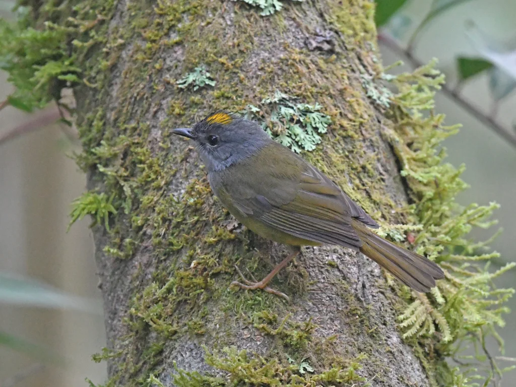 灰喉王森莺（Myiothlypis cinereicollis）