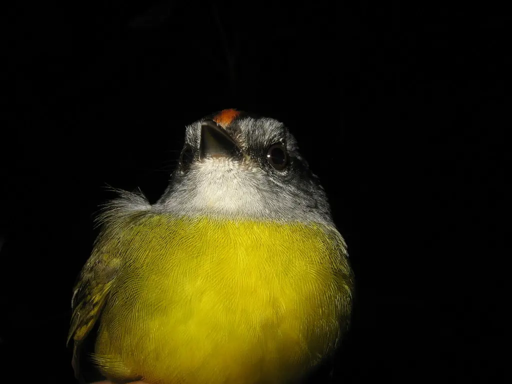 褐冠王森莺(Myiothlypis coronata)