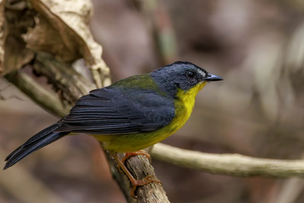 灰黄王森莺(Myiothlypis fraseri)