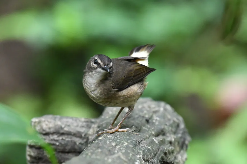 黄腰王森莺(Myiothlypis fulvicauda)