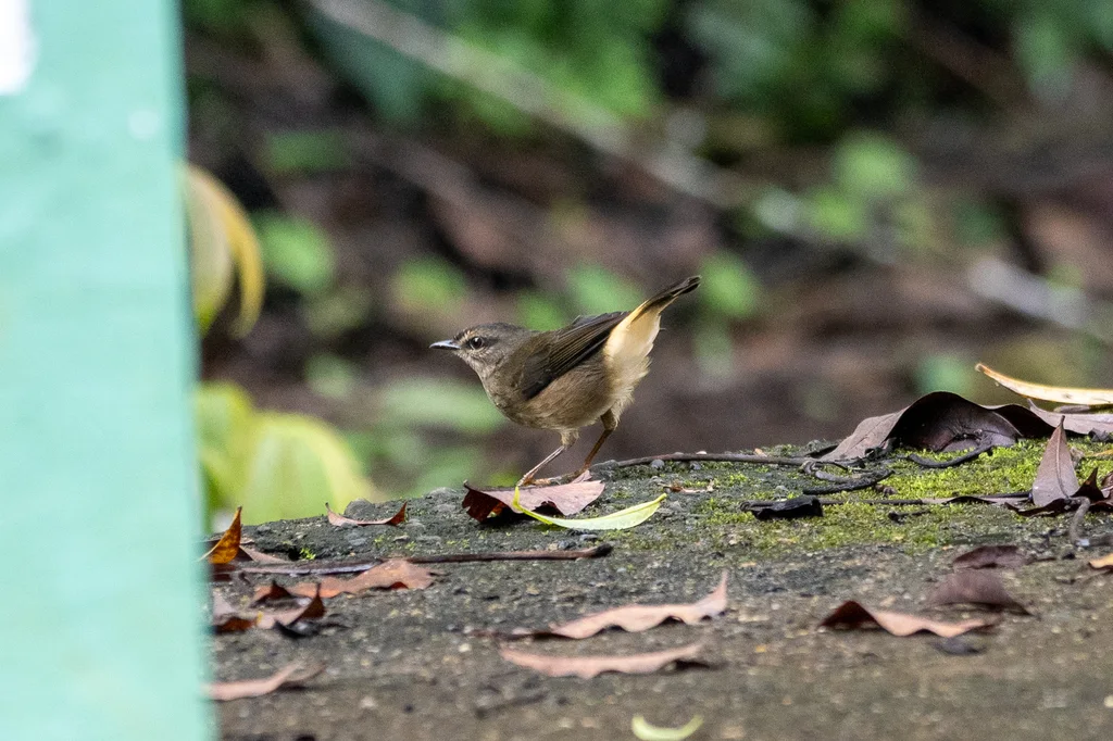 黄腰王森莺(Myiothlypis fulvicauda)
