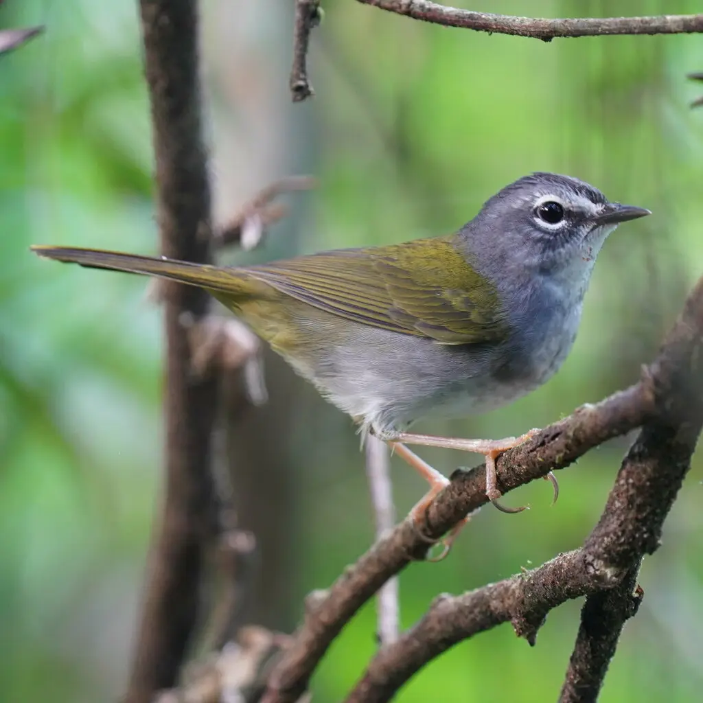 白眉王森莺(Myiothlypis leucoblephara)