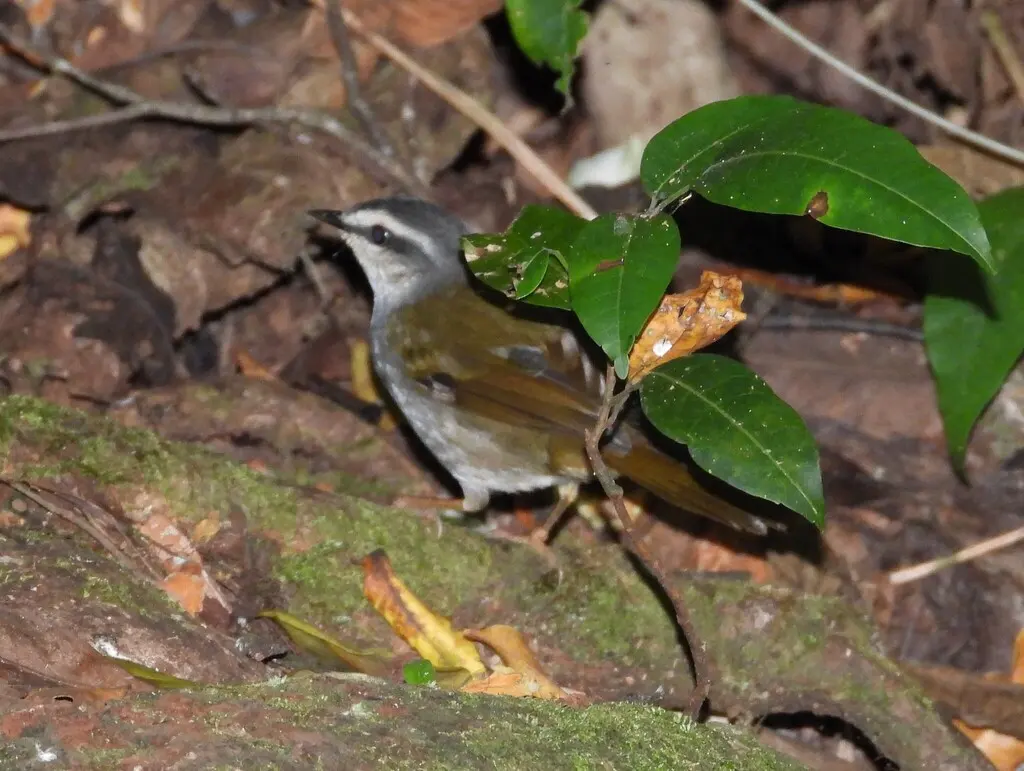 白纹王森莺(Myiothlypis leucophrys)