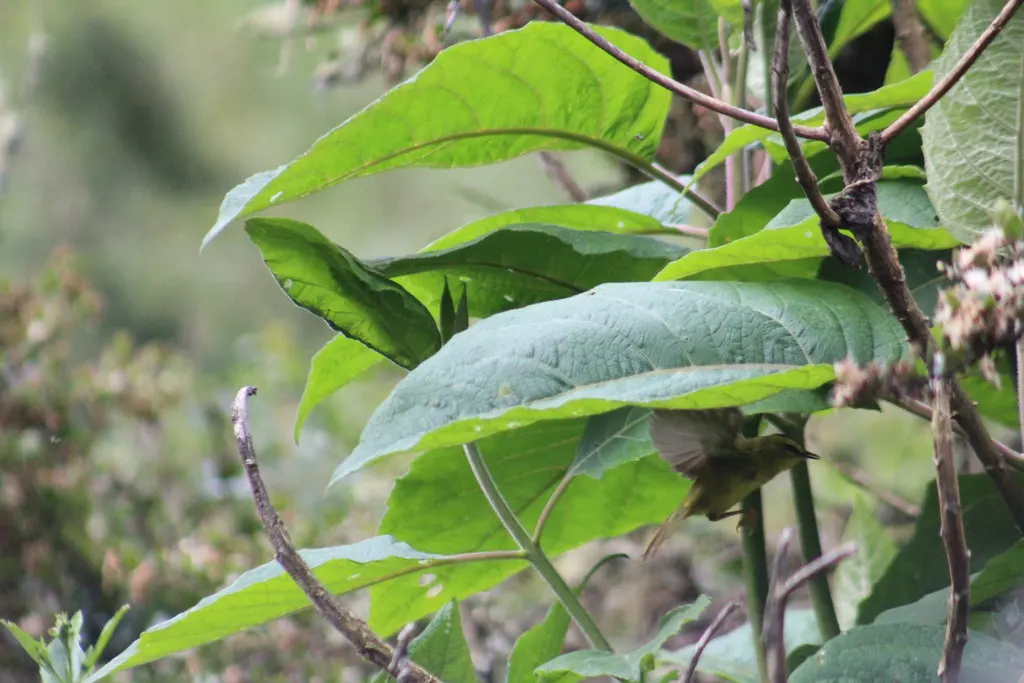 黑冠王森莺(Myiothlypis nigrocristata)