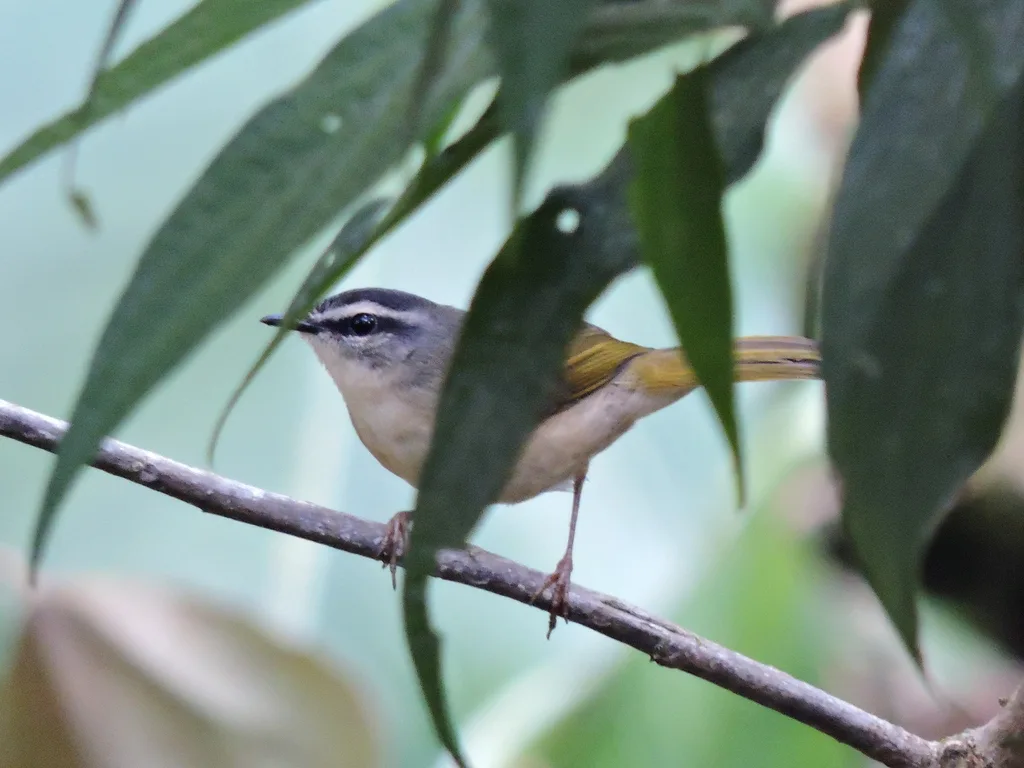 河岸王森莺（Myiothlypis rivularis）