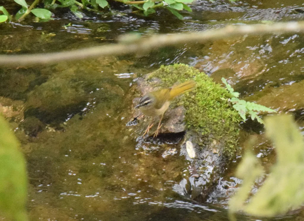 河岸王森莺（Myiothlypis rivularis）