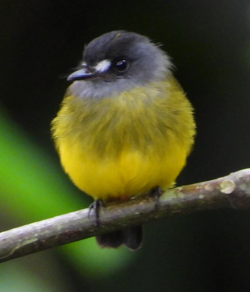 华丽霸鹟(Myiotriccus ornatus)