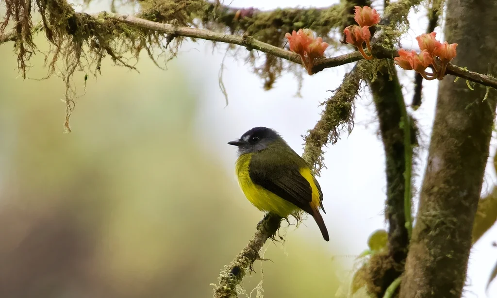 华丽霸鹟(Myiotriccus ornatus)