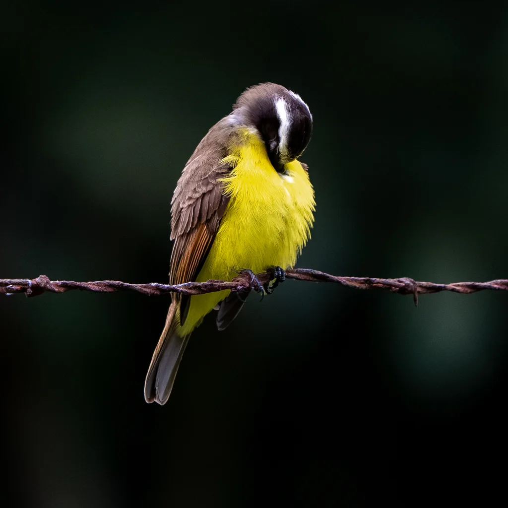锈边短嘴霸鹟(Myiozetetes cayanensis)