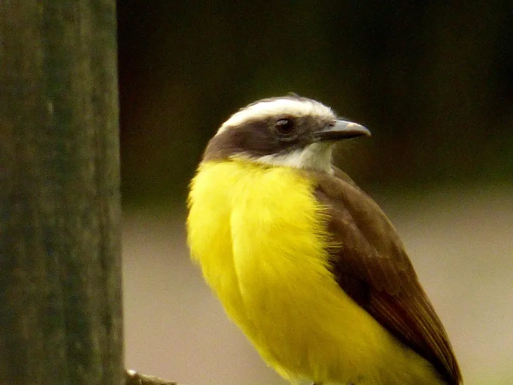 锈边短嘴霸鹟(Myiozetetes cayanensis)