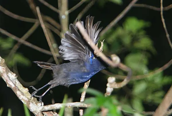 斯里兰卡啸鸫(Myophonus blighi)
