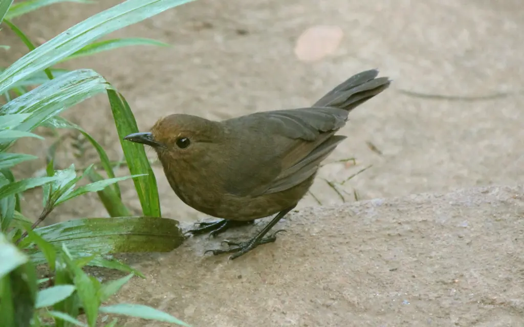 斯里兰卡啸鸫(Myophonus blighi)
