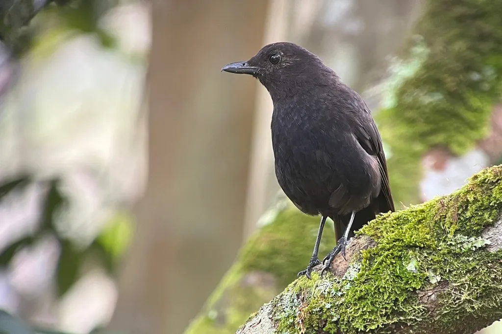 婆罗洲啸鸫(Myophonus borneensis)