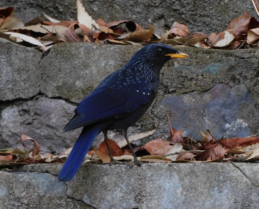 紫啸鸫（Myophonus caeruleus）