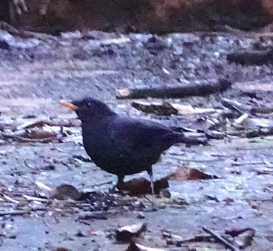 马来啸鸫（Myophonus robinsoni）