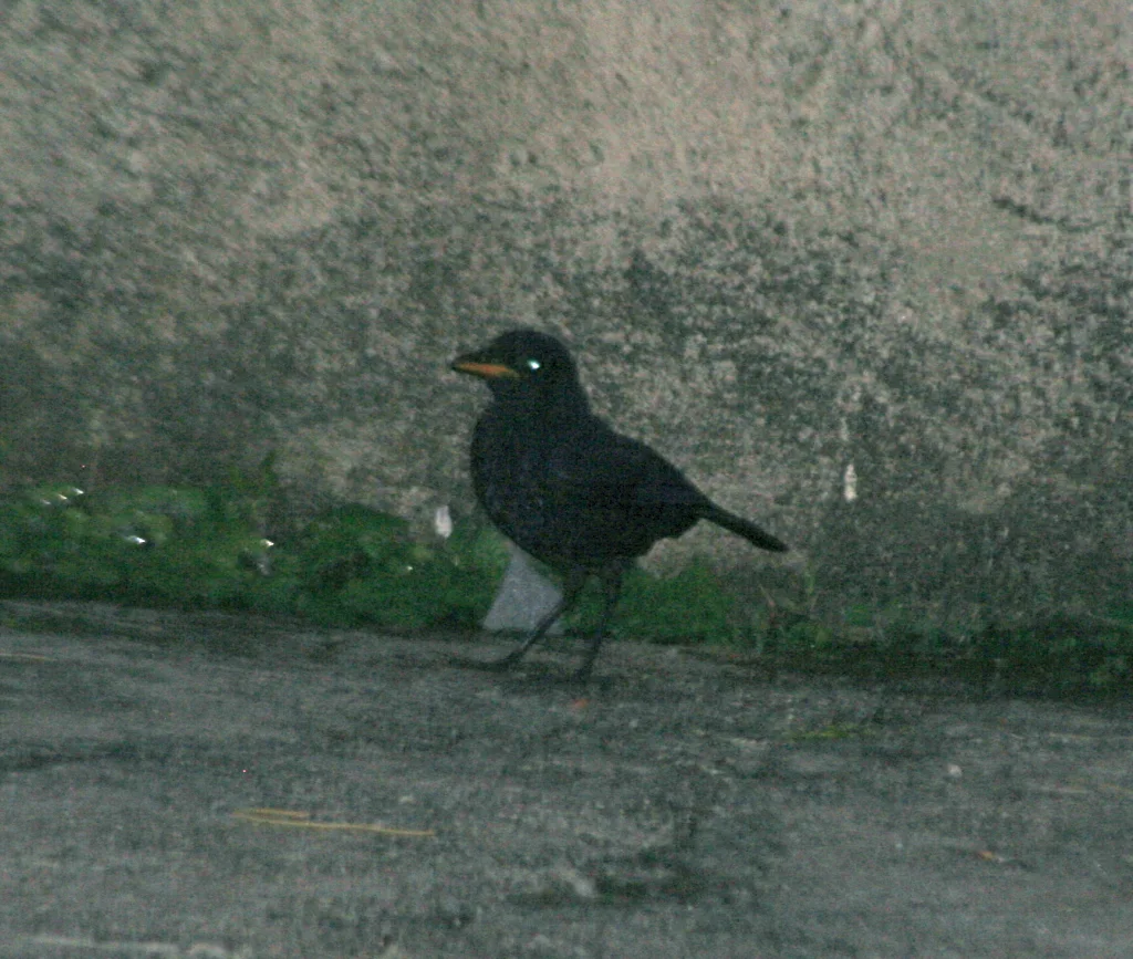 马来啸鸫（Myophonus robinsoni）
