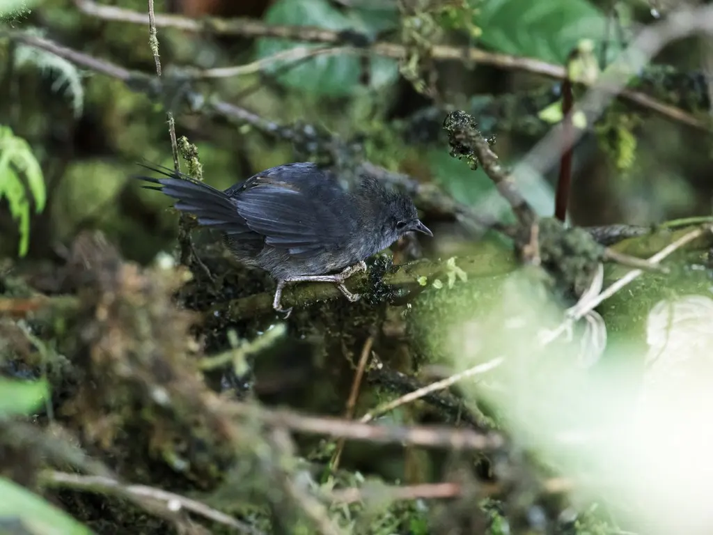 灰窜鸟(Myornis senilis)