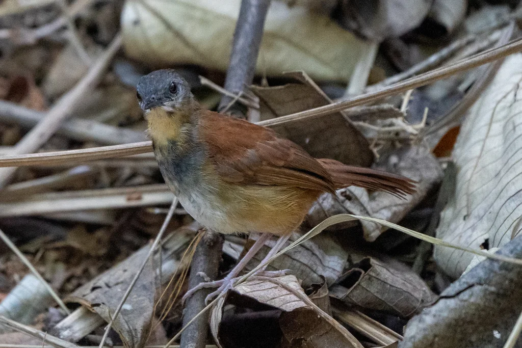 白腹蚁鸟(Myrmeciza longipes)