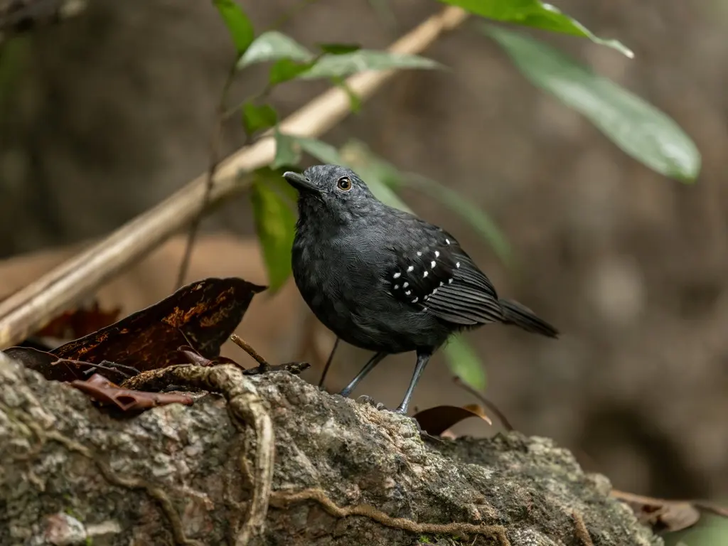 卡乌拉蚁鸟(Myrmelastes caurensis)